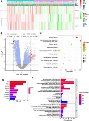 Genes related to N6-methyladenosine in the diagnosis and prognosis of idiopathic pulmonary fibrosis